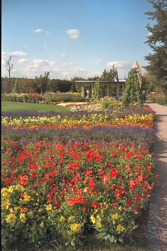 Blumen auf dem Gelnde der Erfurter Gartenbauausstellung, hier im Sommer 1992