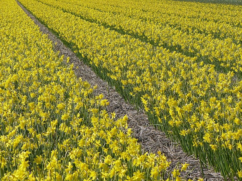 Blumenfelder bei Sassenheim, Niederlande 06-04-2008.