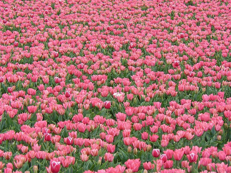 Blumenfelder bei Sassenheim, Niederlande 27-04-2008.