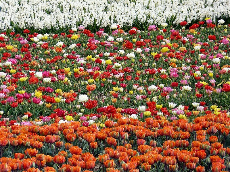 Blumenfelder bei Warmond 27-04-2008.