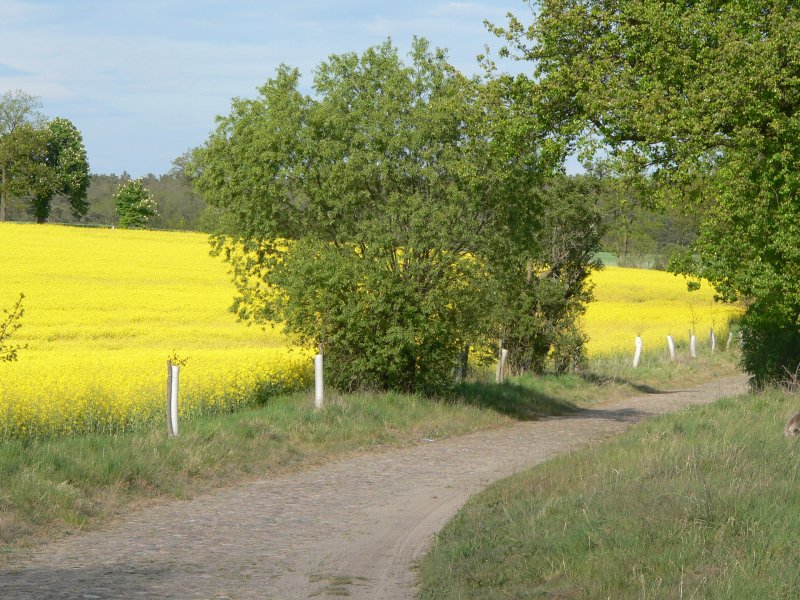 Brandenburger Frhlingsidyll, bei Alt Rosenthal am 29.4.2007