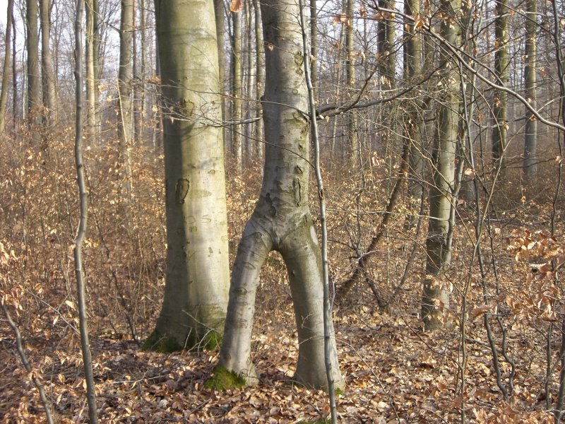 Buche mit zwei Beinen (Udo Dressel)