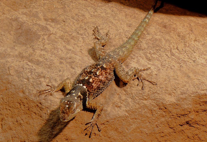 Chuckwalla-Leguan unter der Wrmlampe am 31.05.2008 in Wilhelma/Stuttgart 