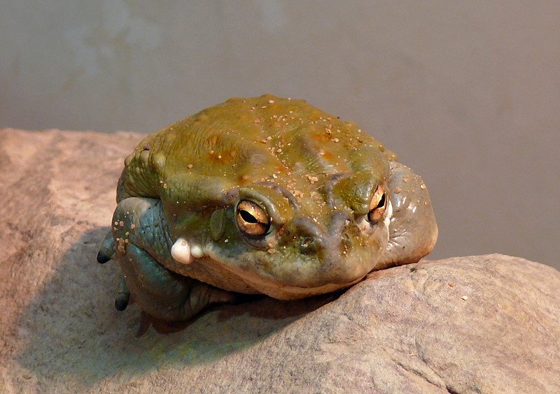 Colorado-Krte am 31.05.2008 in Wilhelma/Stuttgart - Die Colorado-Krte gehrt zur Familie der Krten (Bufonidae). Sie wird bis zu 19 Zentimeter lang und bis zu 900 Gramm schwer, wobei die Mnnchen kleiner und schmchtiger sind als die Weibchen. Die Rckenfarbe der Colorado-Krte variiert zwischen dunklen Grn- und Brauntnen. Die Haut der Colorado-Krte ist am Rcken mit Hautdrsen versehen, aus denen sie ein halluzinogenes Schutzsekret absondert. Dieses Sekret schtzt sie vor Fressfeinden und Parasiten. Lebensraum: Der Lebensraum der Colorado-Krte liegt im Mndungsgebiet des Colorado-River und erstreckt sich von Nordmexiko bis in den Sden der USA. Die langen Trockenperioden verbringt die nachtaktive Colorado-Krte meist in Erdhhlen kleiner Nagetiere. Quelle = www.tier-lexikon.de