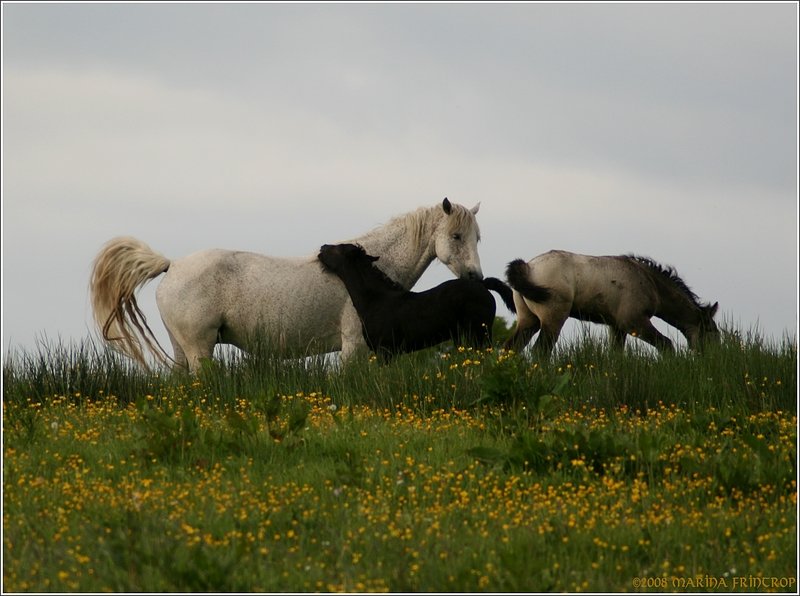 Connemara Pferde (Ponys) - Eine Stute mit zwei Fohlen auf einer Weide bei Kilfenora, Irland Co. Clare.