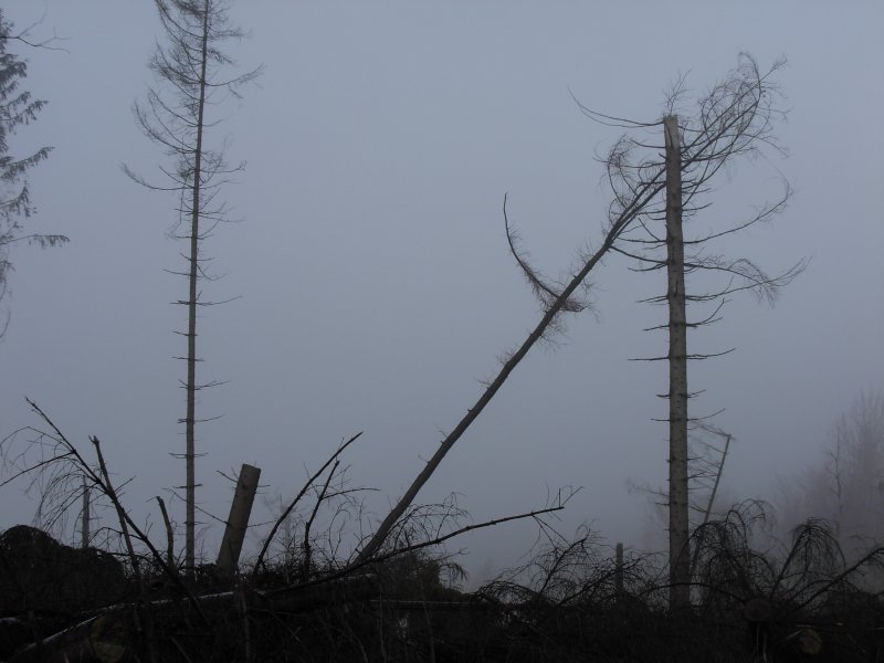 Da wo vor knapp einem Jahr noch dichter Wald war, blieb dies hier nach Orkan Kyrill brig. Bild aufgenommen am 26.12.2007 bei Neuenrade