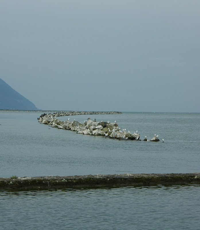 Damit der Schilfbewuchs im Naturschutzgebiet vor Wellen geschtzt wird wurde dieser Steinwall angelegt.Durch das aufkommende schlechte Wetter sammeln sich die Vgel auf dem Wall.
(September 2008)