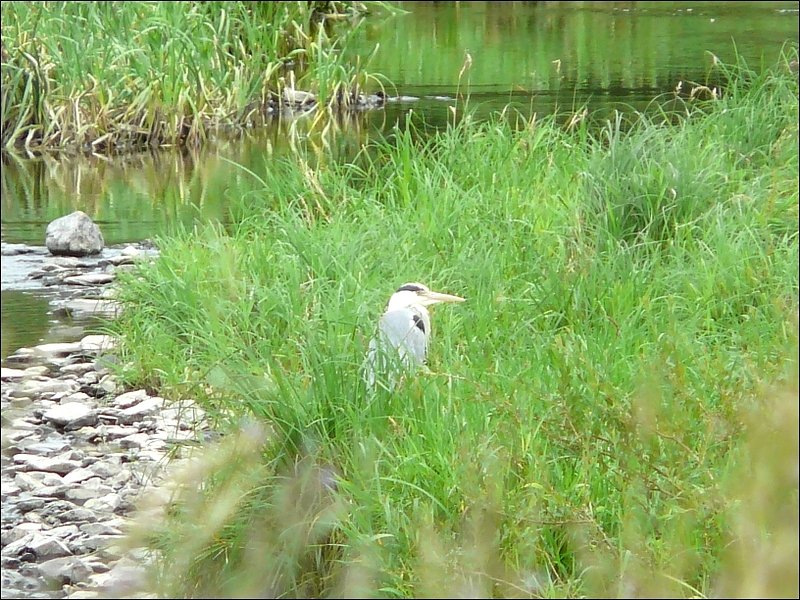 Dann entdeckte ich noch einen zweiten Graureiher, der stundenlang ruhig im Gras am Ufer der Sauer sa. 06.07.08 (Jeanny)