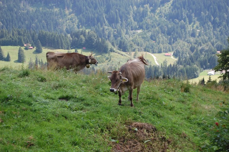 Das Allgu und sein Braunvieh... Diese Beiden fhlen sich am 9.8.2009 am Rande des 1738 Meter hohen Grntens richtig wohl. 