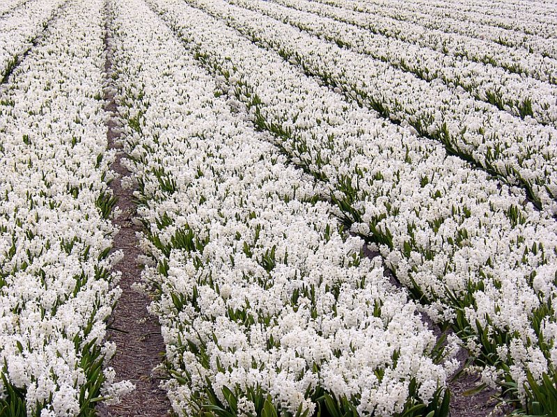 Das Bild ist leider ohne Duft. Hyazinthefelder bei Voorhout 27-04-2008.