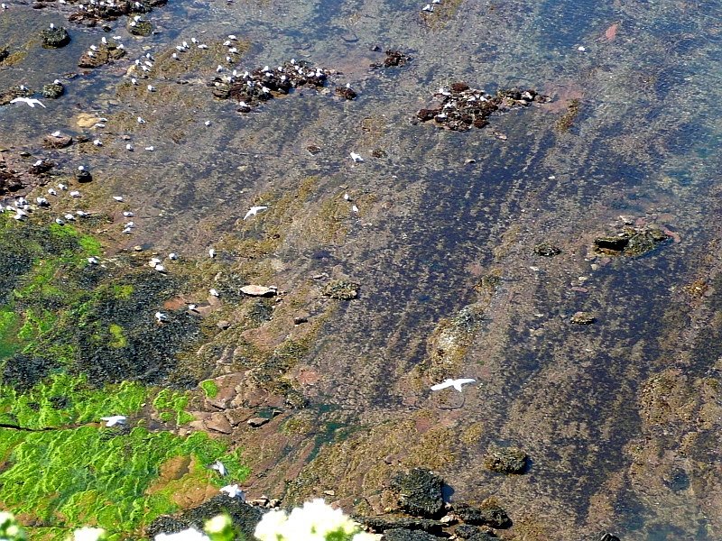 Das Felswatt  Schorre  am Nordwest-Ecks Helgolands nahe der  Langen Anna , hier am 16.05.2008 nur mit wenigen Zentimeter Wasser bedeckt.