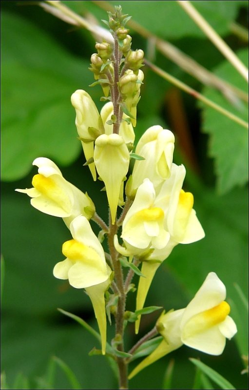 Das gewhnliche Leinkraut (linaria vulgaris) wird wegen der Form seiner Blten auch  kleines Lwenmaul  genannt. 06.07.08 (Jeanny)