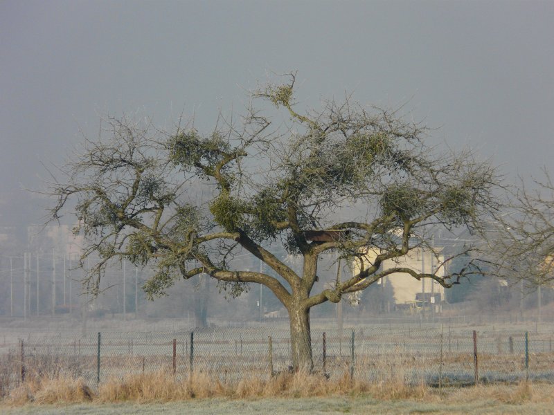 Das Grn des Mistel an dem alten knorrigen Baum bringt etwas Farbe in die nebelige Landschaft. Das Bild wurde am 22.12.07 bei Rollingen/Mersch (Luxemburg) gemacht. 