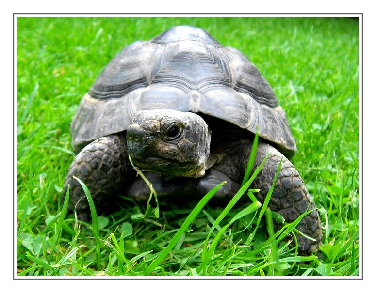 Das ist Kalle... eine 8 Jahre alte maurische Landschildkrte. Kalle lebt in Oberhausen-Osterfeld und ist auf der Suche nach einer Partnerin auf Lebenszeit.