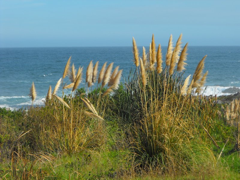 Das Kolbengras widersteht den stetig wehenden Winden. Kste bei Pringle Bay.