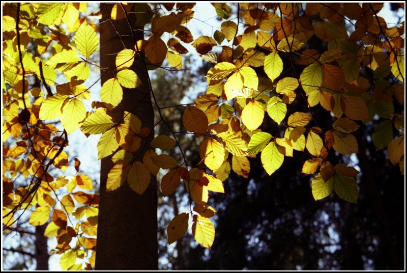 Das letzte Licht des Tages bringt das Buchenlaub zum Leuchten - eine Detailaufnahme - aufgenommen im Oktober 2005 bei Erdmannsdorf.