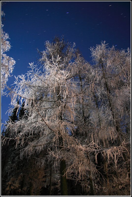 Das Licht des Vollmondes taucht am Abend des 20.12.07 den reifbesetzten Wald bei Chemnitz-Adelsberg in eine gespenstische Szenerie.