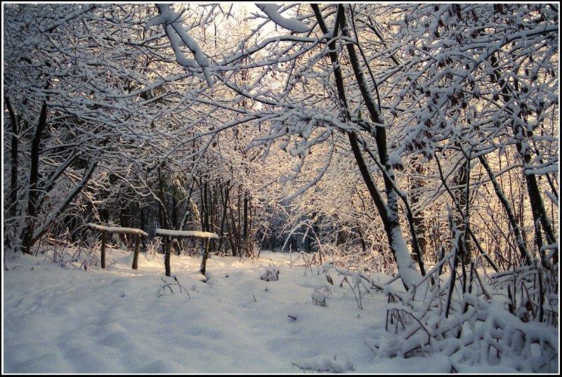 Das rtliche Morgenlicht schafft im frisch verschneiten Crimmitschauer Wald in Chemnitz eine wunderbare Atmosphre. Die Aufnahme entstand im Winter 1996.