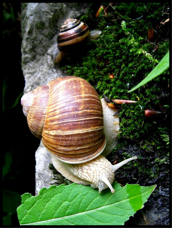 David auf der Spur von Goliath... Schnecken im Alpinum des Botanischen Gartens Duisburg-Kaiserberg