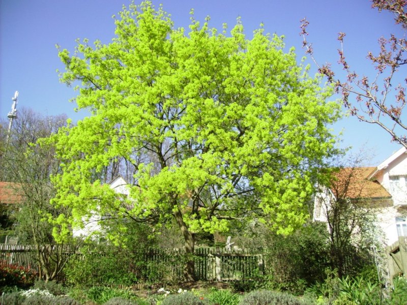 Der Ahorn in unserem Garten im Frhlingskleid - ein unwahrscheinlich intensives Hellgrn.
Die Adresse Ringstrasse 90 ist am nchsten am Standort.