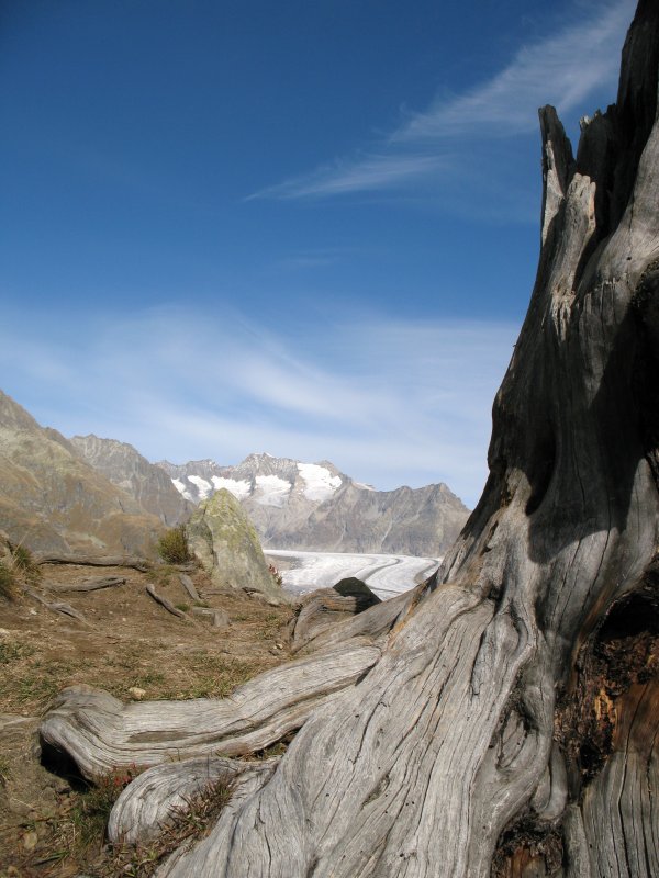 Der Aleschwald ist beliebt wegen seiner Urwchsigkeit und dem Gletscher.( Oktober 2007)