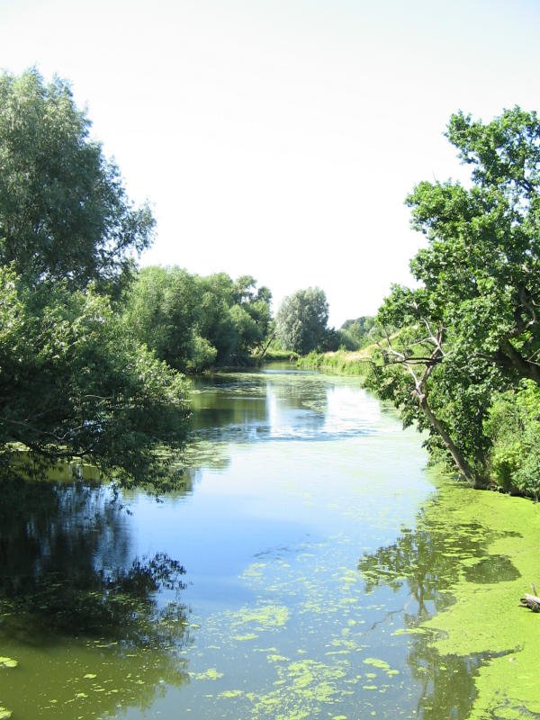 Der alte Mhlgraben an der Mulde bei Wurzen, 29.06.08