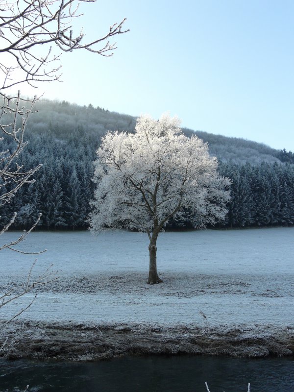 Der Baum sowie die ganze Landschaft sieht aus als wren sie mit Puderzucker berzogen. Das Bild wurde am 23.12.07 in der Nhe von Bockholtz Mhle (Luxemburg) aufgenommen.