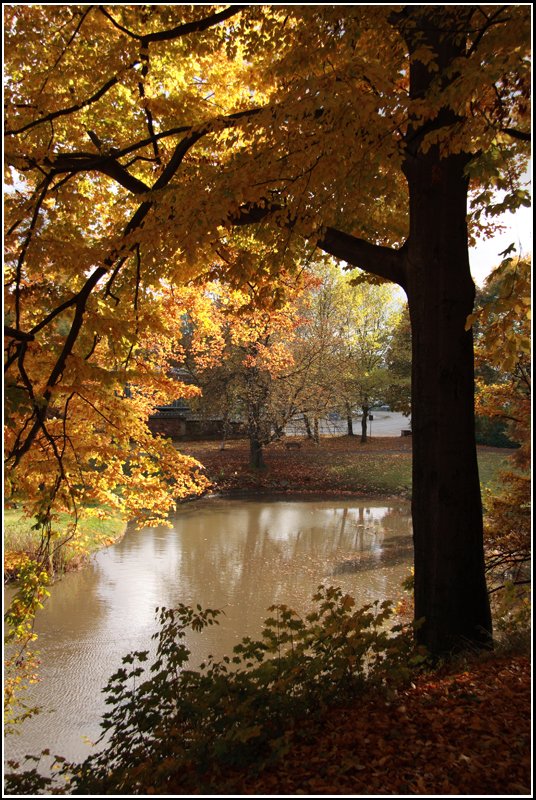 Der Chemnitzer Schnherrpark im herbstlichen Farbenspiel, aufgenommen am 20.20.07.