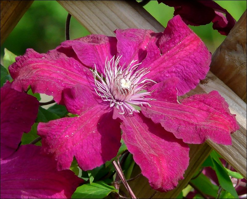 Der Clematis hat auch angefangen zu blhen. 02.06.08