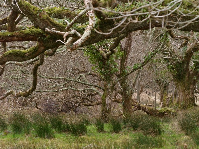 Der Fantasie sind hier keine Grenzen gesetzt. (Naturreservat) 