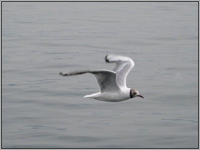 Der Flug einer Mwe ber dem Vierwaldsttter See, von einem Schiff aus aufgenommen. (Juli 2007)