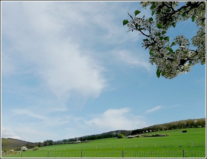 Der Frhling ist auch in Luxemburg angekommen. Blick aus unserem Fenster in Erpeldange/Wiltz am 19.04.09. (Jeanny)