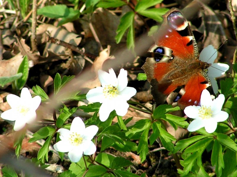 Der Frhling ist da, und ein Tagpfauenauge nhrt sich an den Buschwindrschen; 090405