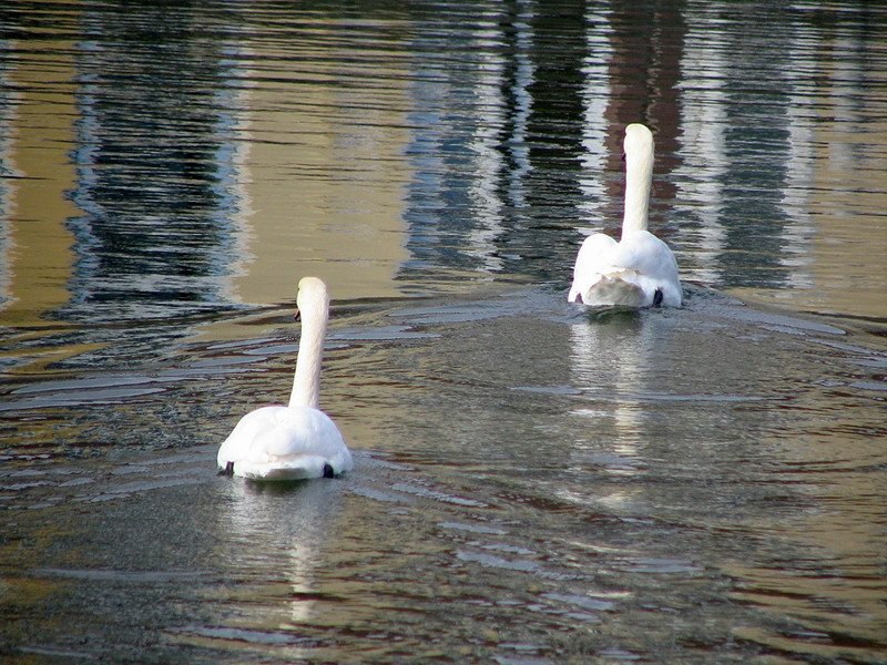 Der Frhling hat Einzug auch bei der Vogelwelt ein Schwanenpaar auf dem Querkanal in Stralsund. Auf den Wellen spiegeld sich auch noch eine Huserfrond