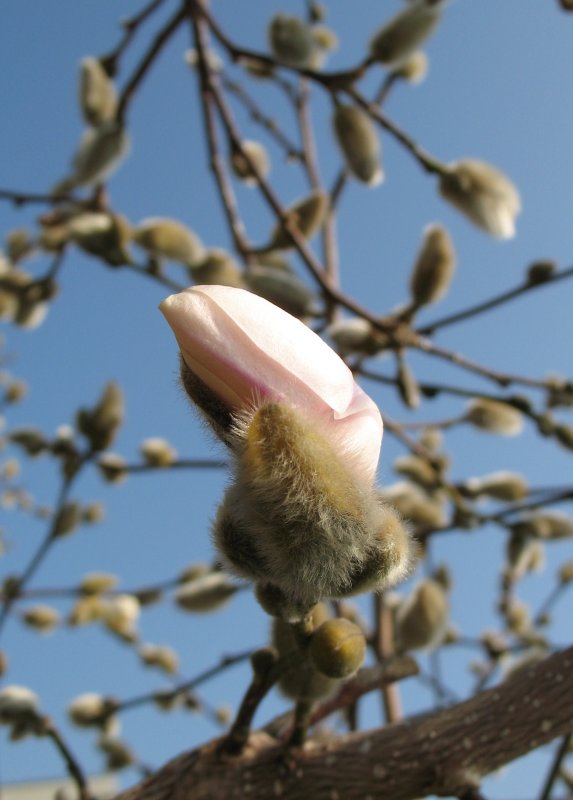 Der Frhling ist nicht mehr fern.
(17.02.2008)