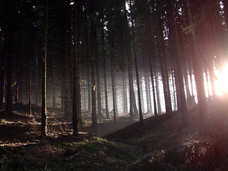 Der Harz in der Nhe von Drei Annen Hohne !