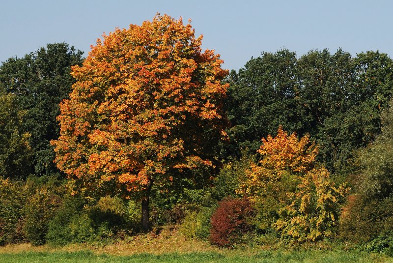 Der Herbst ist da, bei Fischach (Stauden) [16.09.2007]