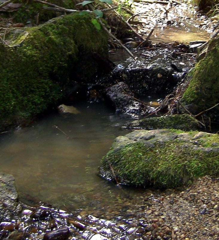 Der Krebsengraben Bach im Wald am 29.07.2008 (Pfarrkirchen) 