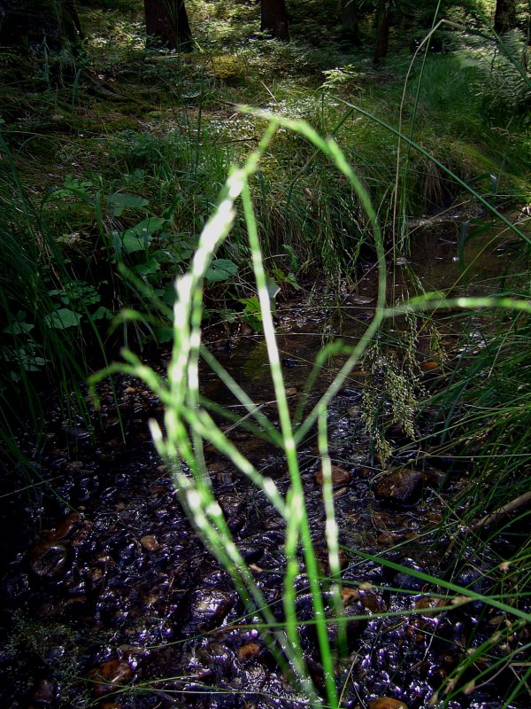 Der Krebsengraben Bach im Wald am 29.07.2008 (Pfarrkirchen)