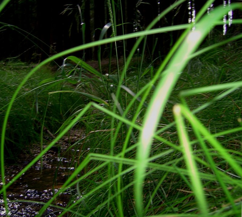 Der Krebsengraben Bach im Wald am 29.07.2008 (Pfarrkirchen)