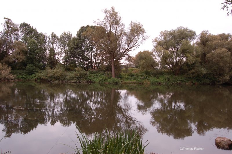 Der Main bei Nedensdorf ( hier wird noch Fhrbetrieb zum anderen Ufer betrieben) 02.09.2007 