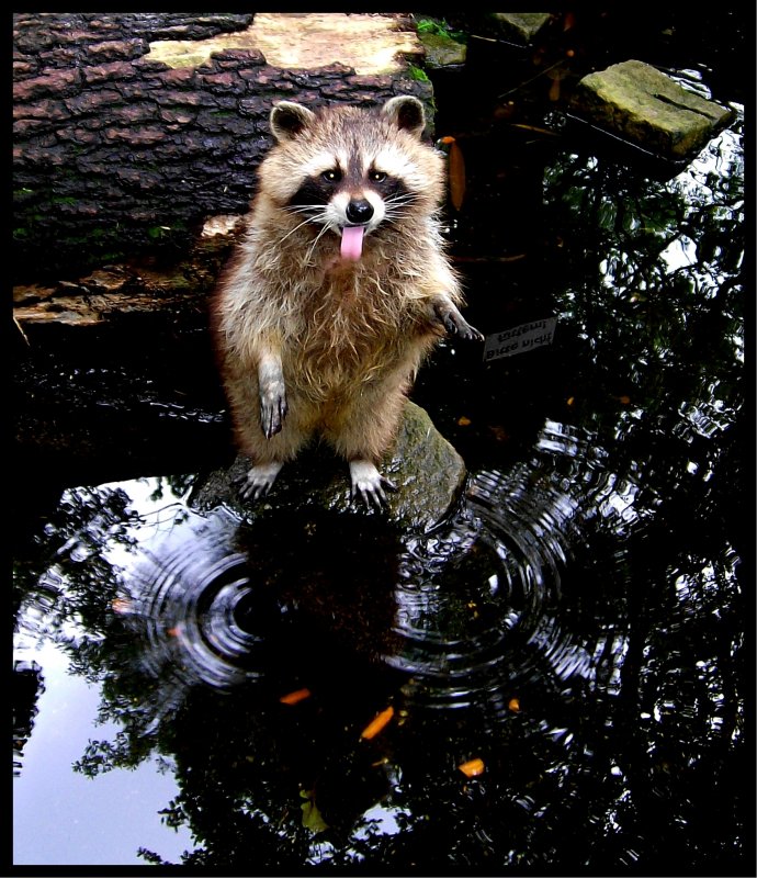 Der Mick Jagger unter den Waschbren - Fotografiert im Kaisergarten Oberhausen.