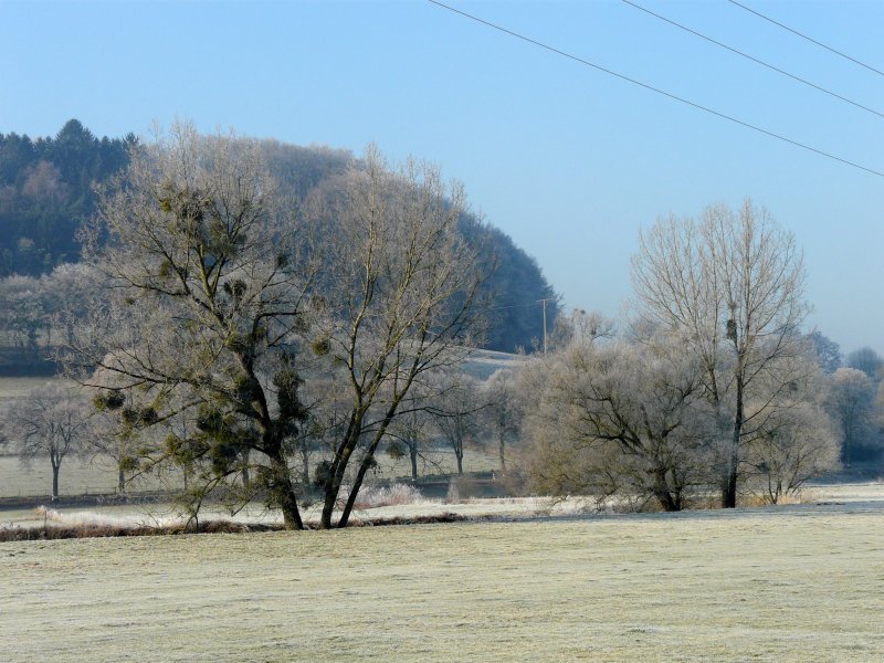 Der Mistel hat fast alle Bume im Alzette Tal zwischen Lintgen und Mersch (Luxemburg) befallen. 22.12.07