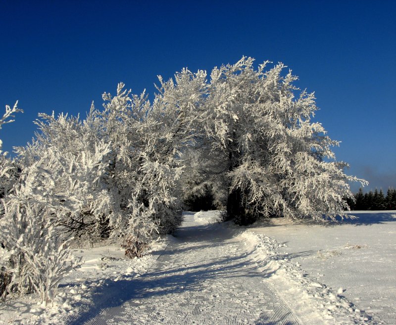 Der Rennsteig nahe Masserberg (Lkr. Hildburghausen) am 28.12.08