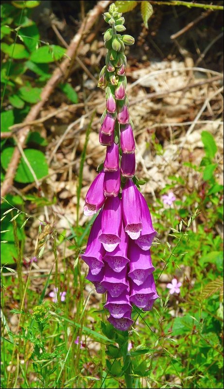 Der rote Fingerhut (digitalis purpurea) kommt nur im Norden Luxemburgs vor. Alle Pflanzenteile sind giftig. 21.06.08 (Jeanny)