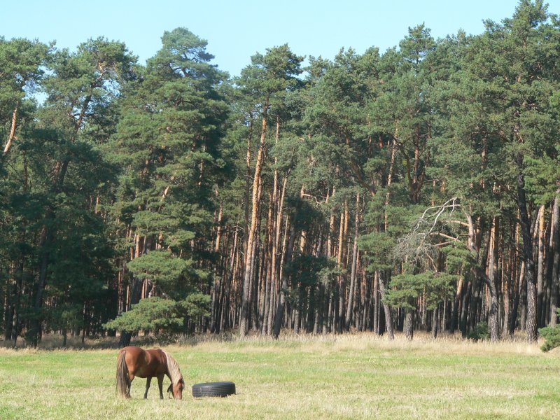 Der Spreewald ist eine der idyllischsten deutschen Landschaften. Riesige Naturschutzgebiete und die recht geringe Straendichte ermglichen schne lngere Wanderungen, Kanu- und Radtouren. Die dortigen Flsse drfen von Motorbooten nicht befahren werden, was das Gebiet nicht nur frs Auge, sondern auch frs Ohr interessant macht. Herbst 2006