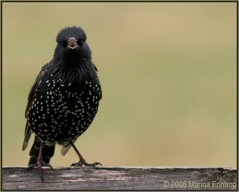 Der Star (Sturnus vulgaris) von Stonehenge.