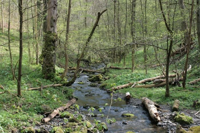  Dicke Tannen , so nennt sich ein urwaldhnliches Waldgebiet bei Hohegei. Ab dem 18. Jh. wurde hier der Wald sich selbst berlassen. Die hchsten Fichten im Harz wachsen hier und haben nach ihren Leben den natrlichen Verfall. so stelle ich mir ein Urwald vor. Der lcherliche Nationalpark ist davon noch sehr weit entfernt...