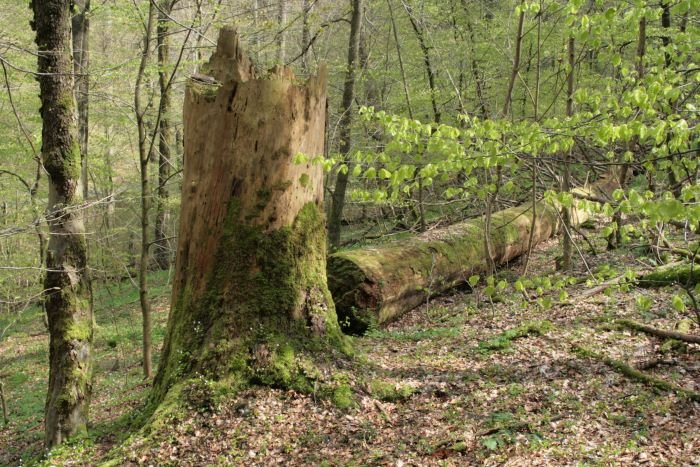  Dicke Tannen , so nennt sich ein urwaldhnliches Waldgebiet bei Hohegei. Ab dem 18. Jh. wurde hier der Wald sich selbst berlassen. Die hchsten Fichten im Harz wachsen hier und haben nach ihren Leben den natrlichen Verfall. so stelle ich mir ein Urwald vor. Der lcherliche Nationalpark ist davon noch sehr weit entfernt...