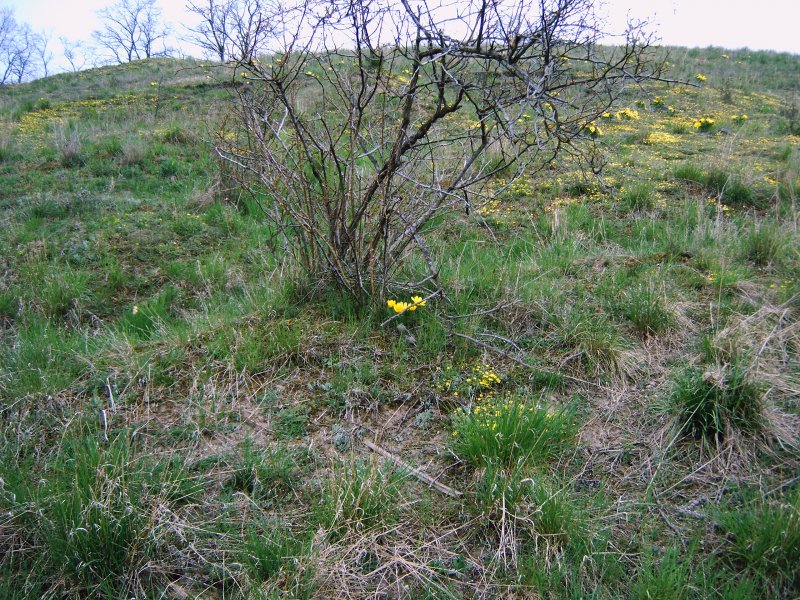 Die Adonishnge bei Mallnow im Oderbruch im Frhjahr 2006.